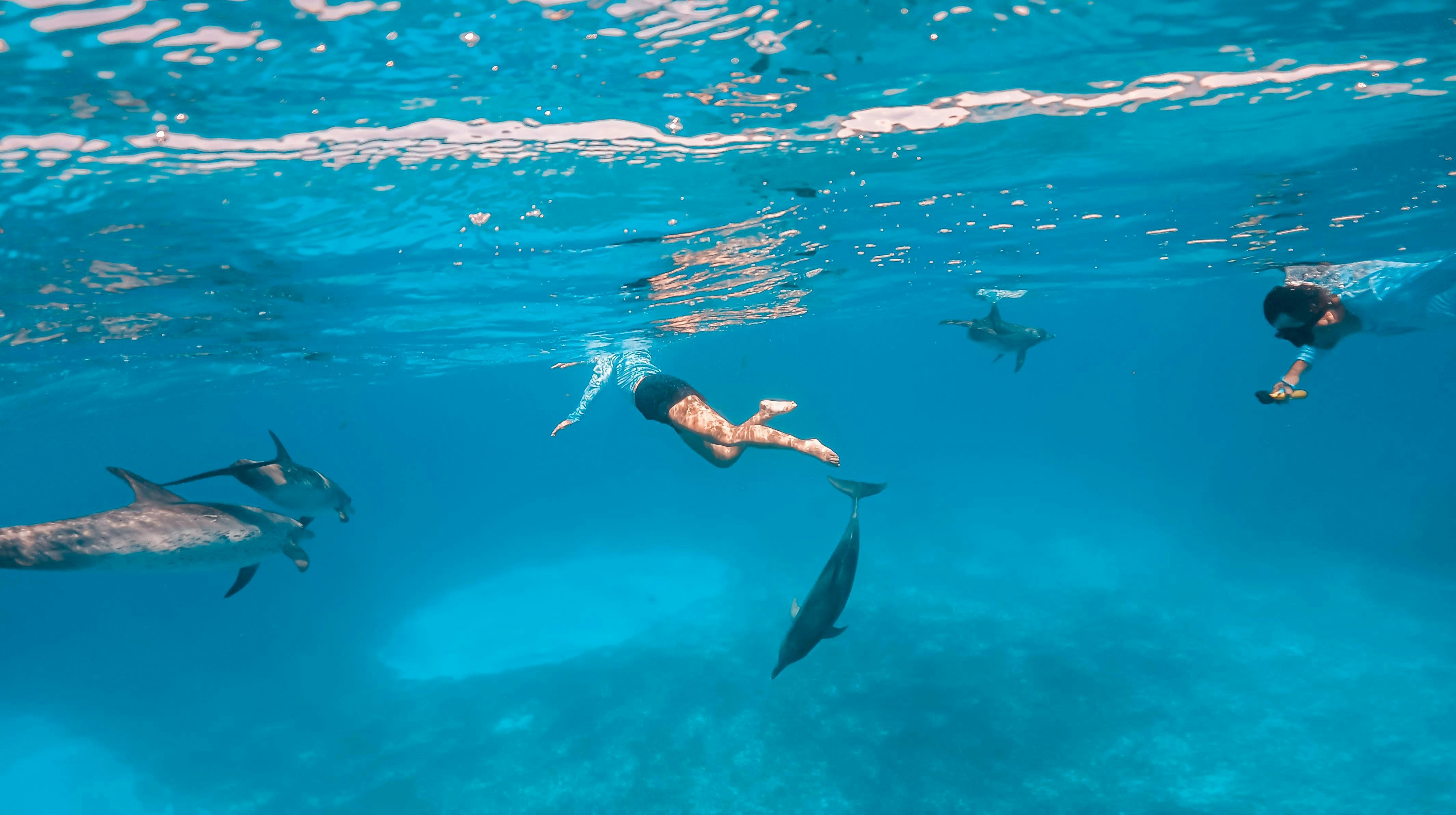 a group of dolphins swimming in the water aboard MIRABELLA Yacht for Charter