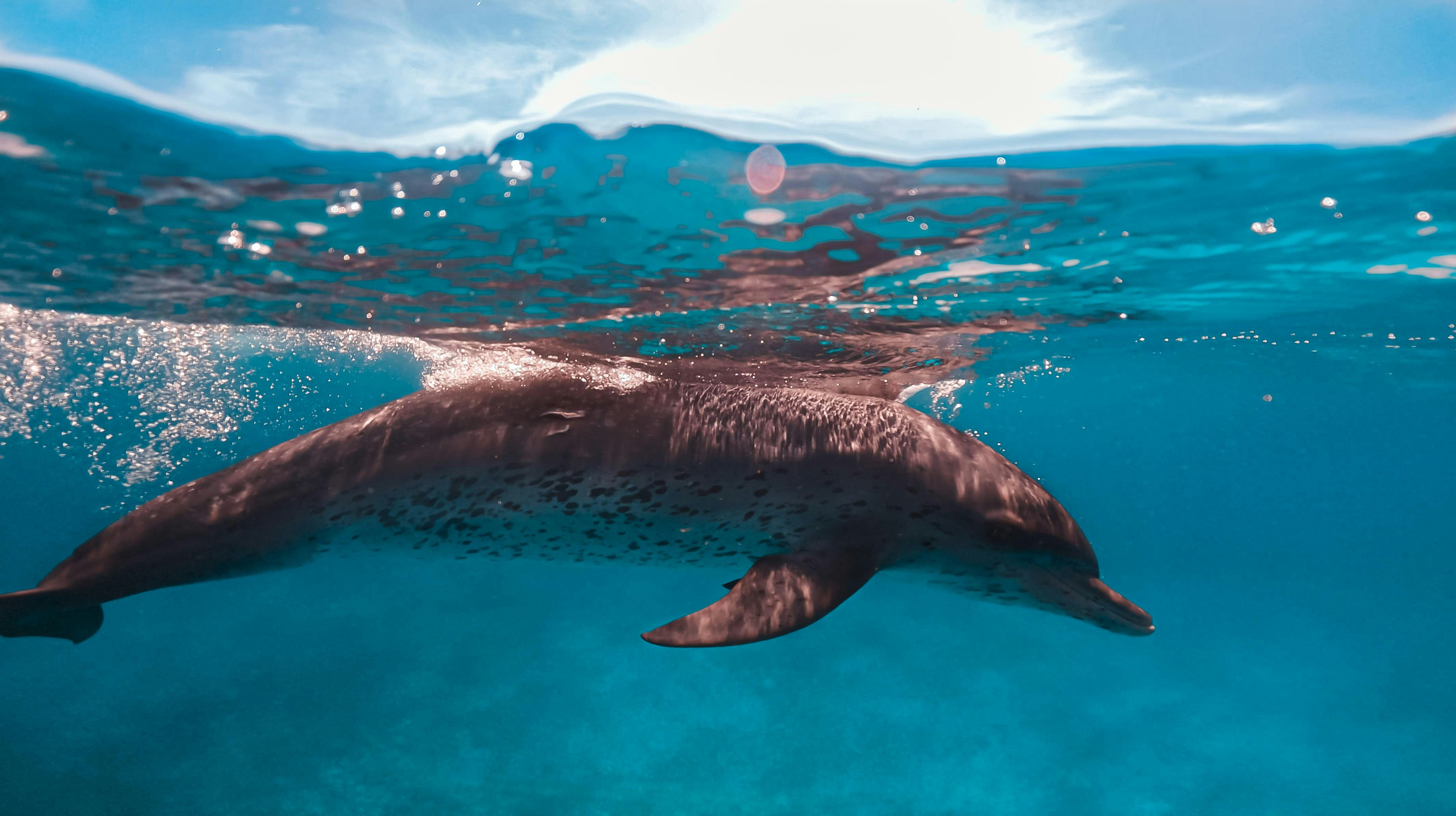 a dolphin swimming in the water aboard MIRABELLA Yacht for Charter