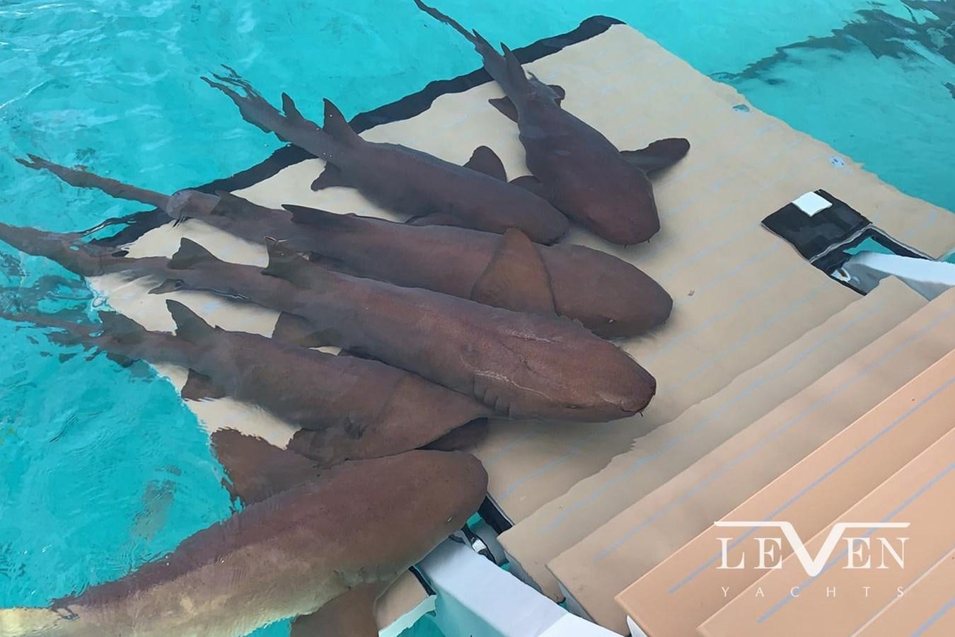 a group of dolphins swimming in the water aboard LEVEN 90 LV01 Yacht for Sale