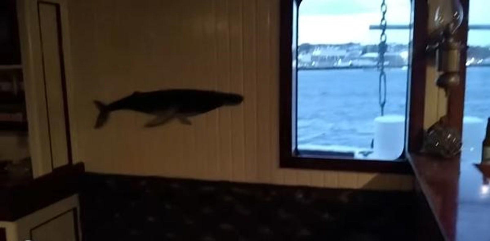 a fish jumping in the air aboard 1963 TRAWLER DE HASS NORTH SEA, WANDERBIRD  Yacht for Sale