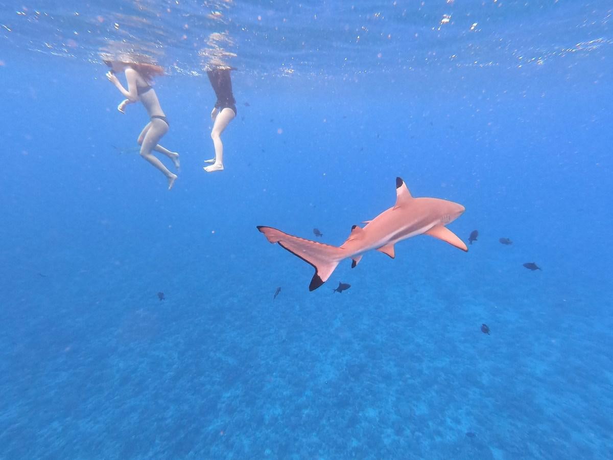 a group of fish swimming in the water aboard MY STAR Yacht for Sale