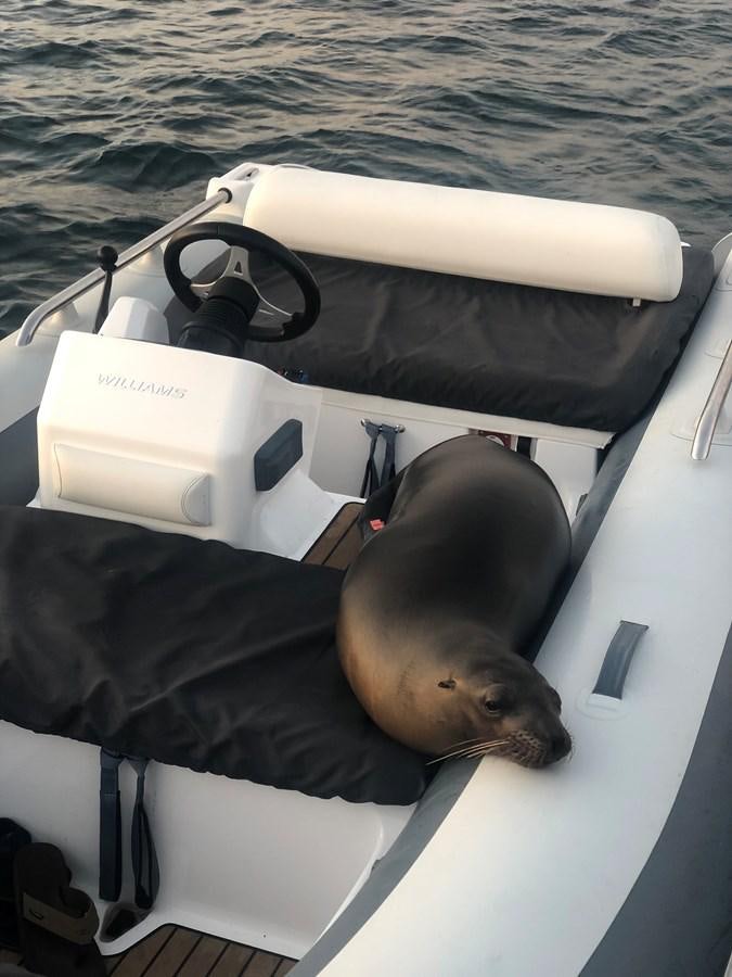 a dog in a kayak aboard MY STAR Yacht for Sale