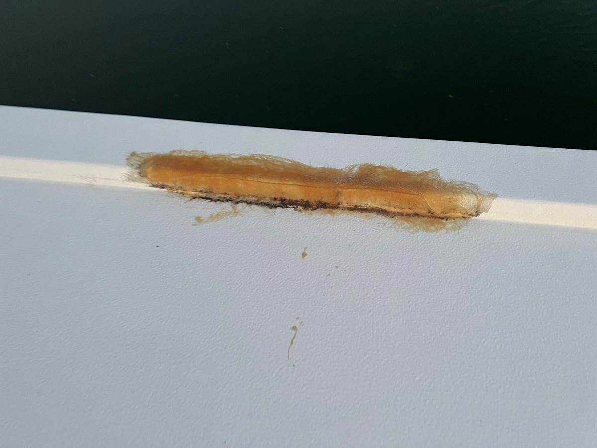 a close up of a cigarette aboard 2007 STARDUST 19 X 86WB NLCG Yacht for Sale