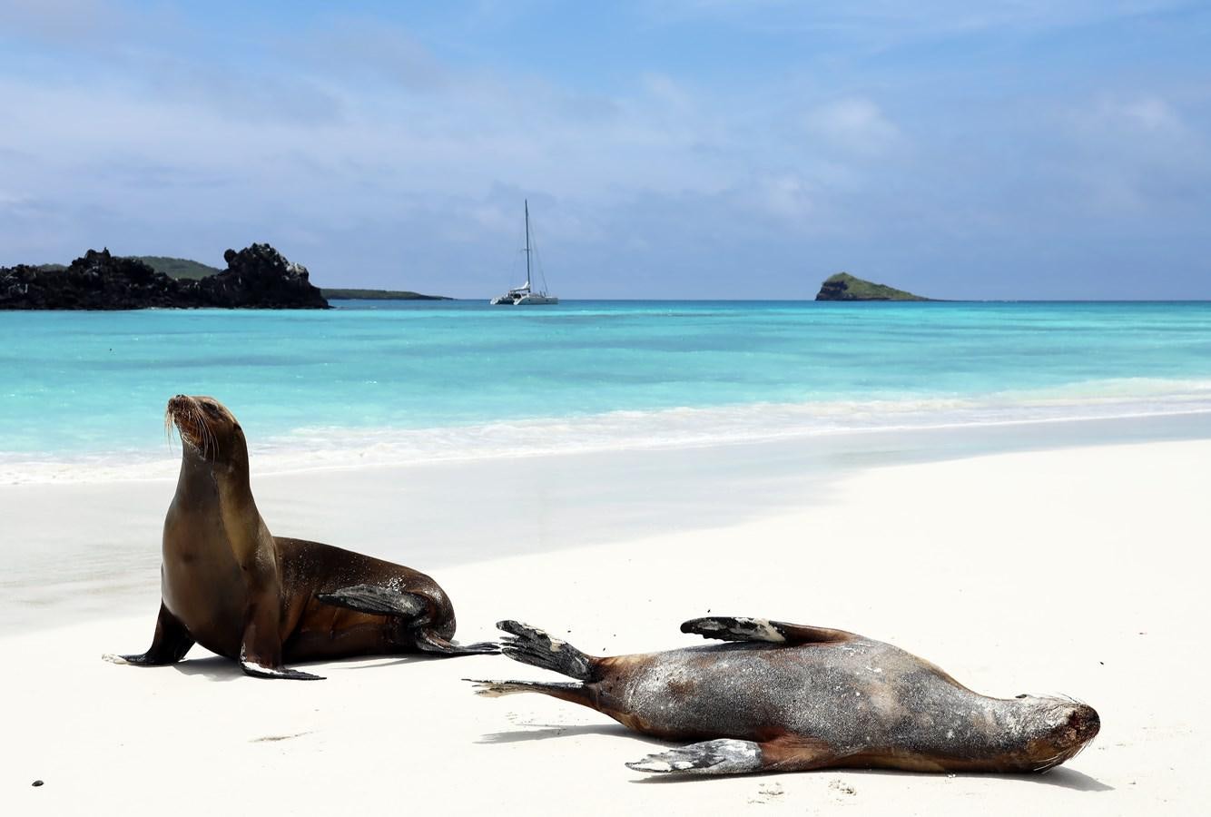 seals lying on the beach aboard ELSSA Yacht for Sale
