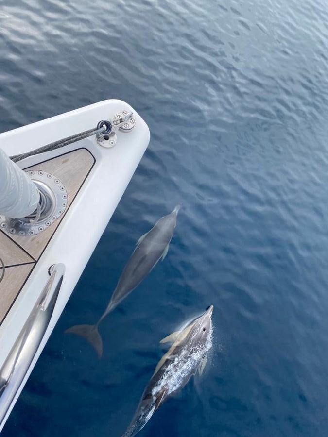 a group of dolphins swimming in the water aboard SALPARE Yacht for Sale