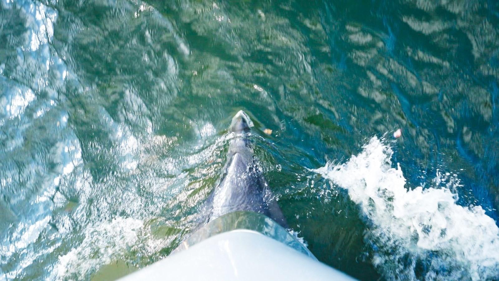 a shark swimming in the water aboard PANACEA Yacht for Sale