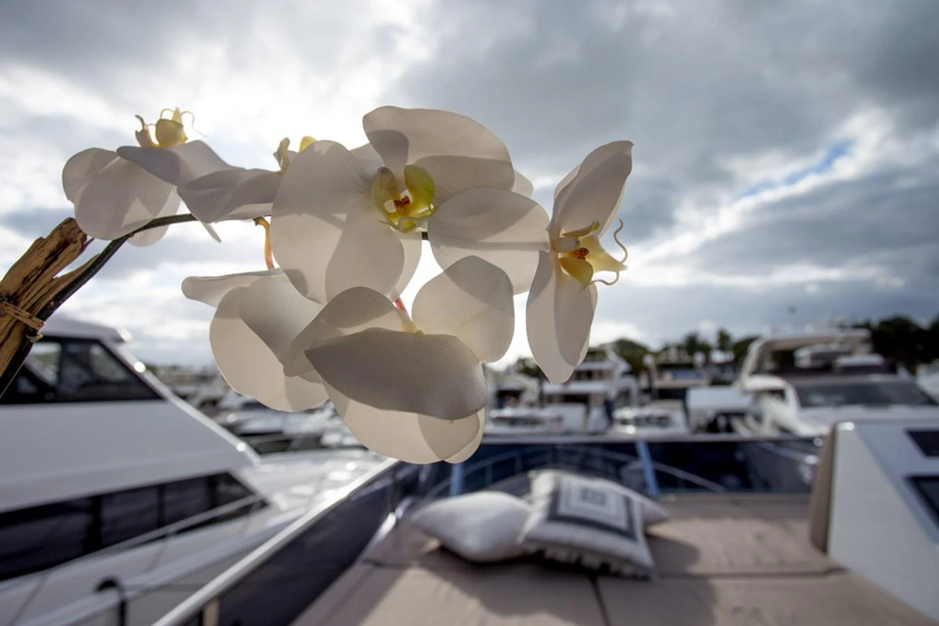 A close-up of white orchids with a blurred background of yachts in a marina. aboard MAZARIN 72 FLYBRIDGE Yacht for Sale