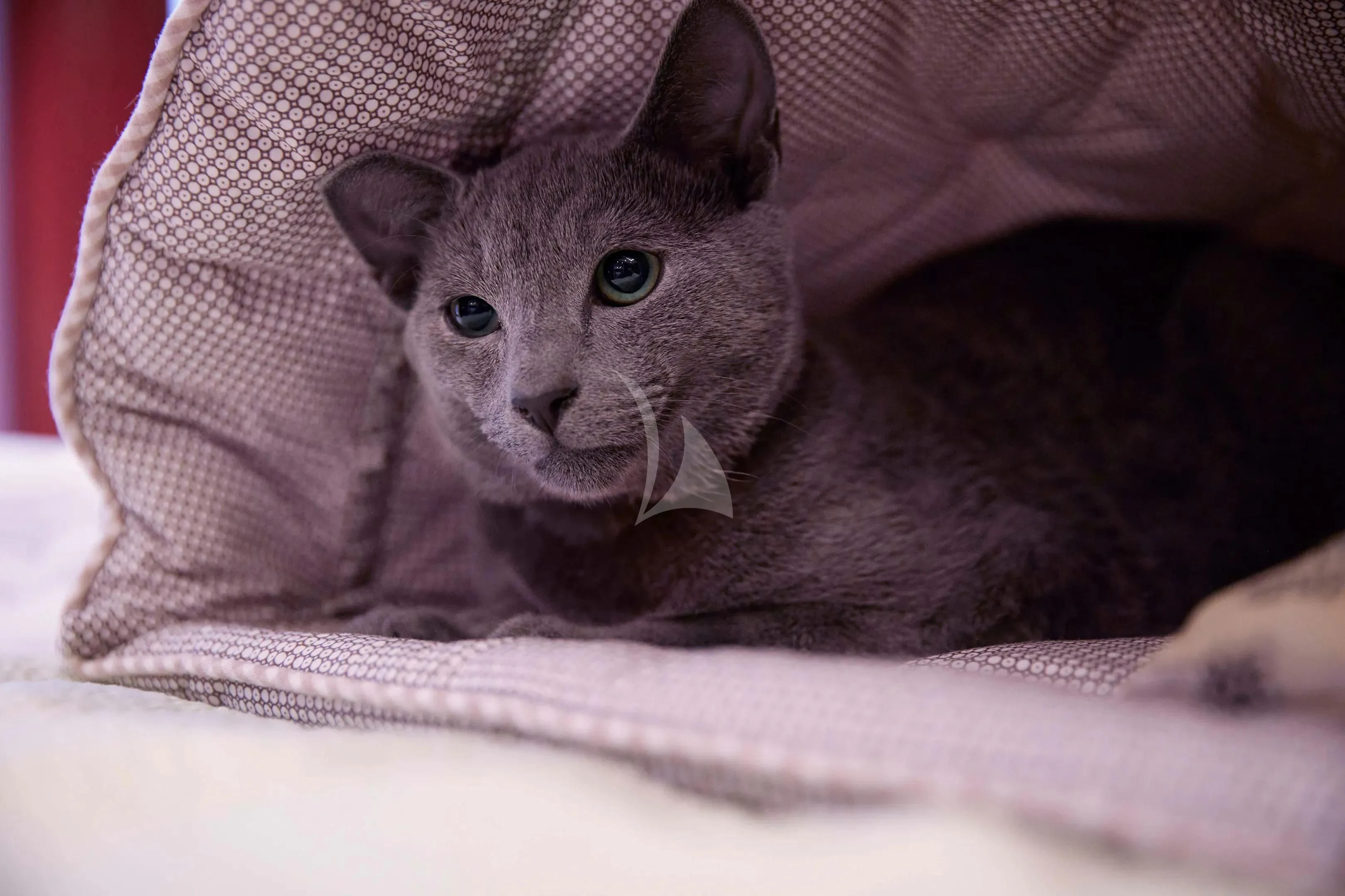 a cat lying on a bed aboard FIREBIRD Yacht for Charter