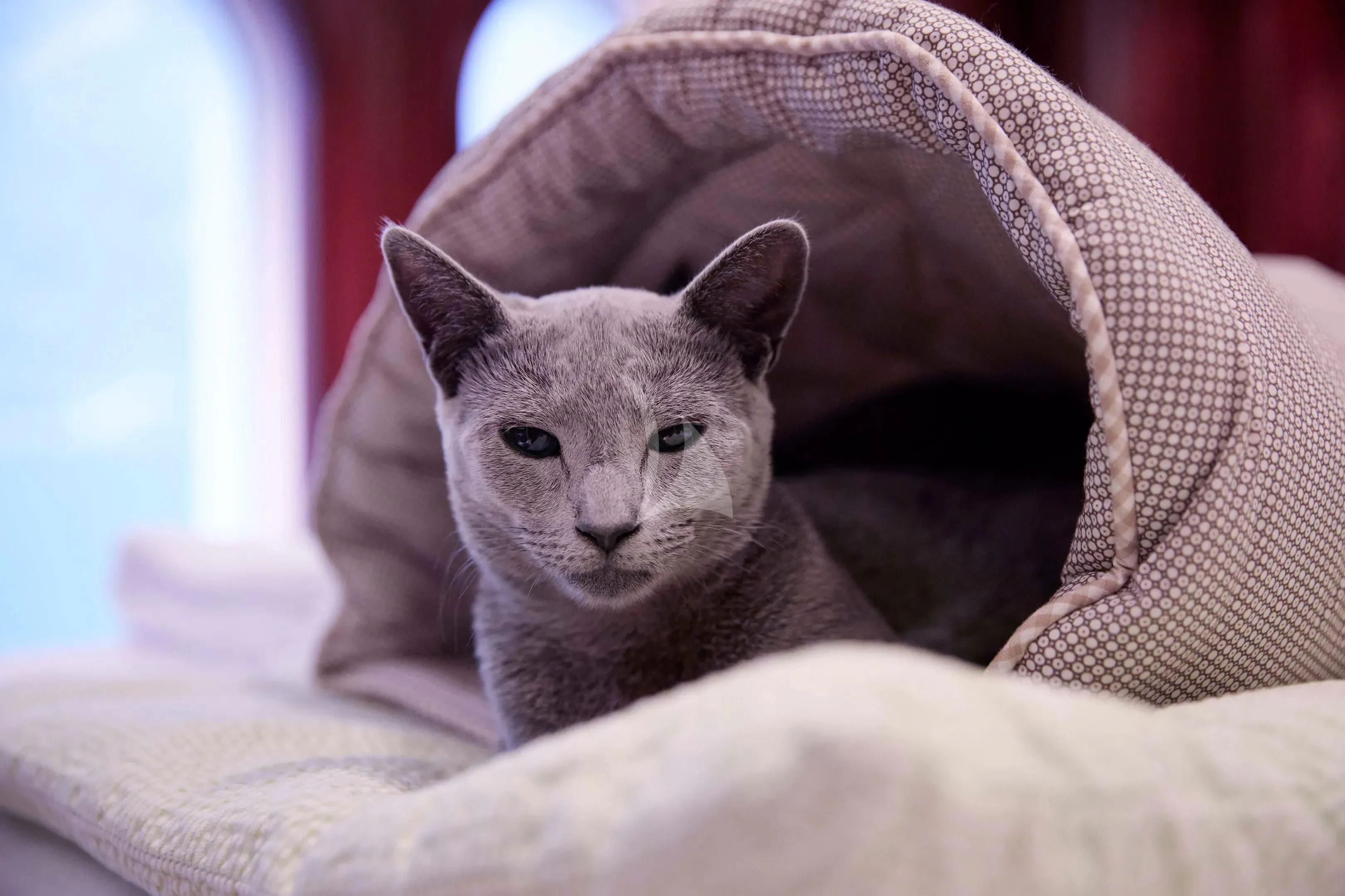 a cat lying on a couch aboard FIREBIRD Yacht for Charter