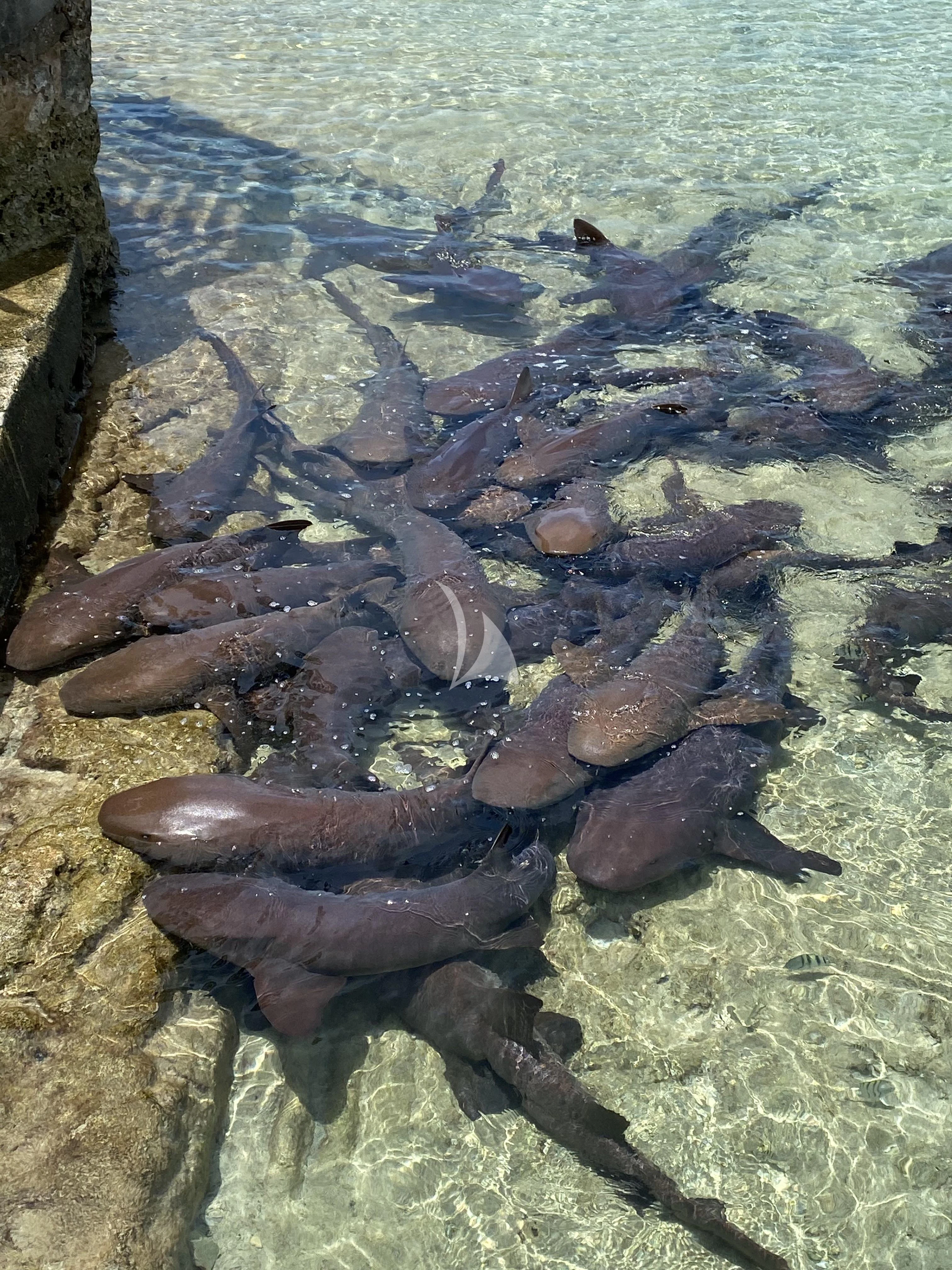 a group of seals lying on the water aboard MAMBO Yacht for Sale