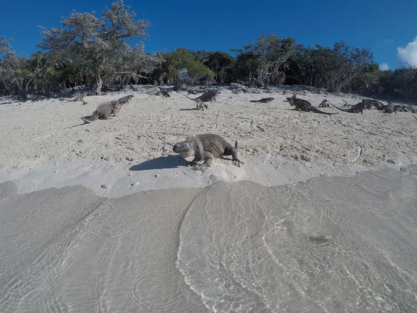 a seal on a sandy beach aboard BABA'S Yacht for Sale