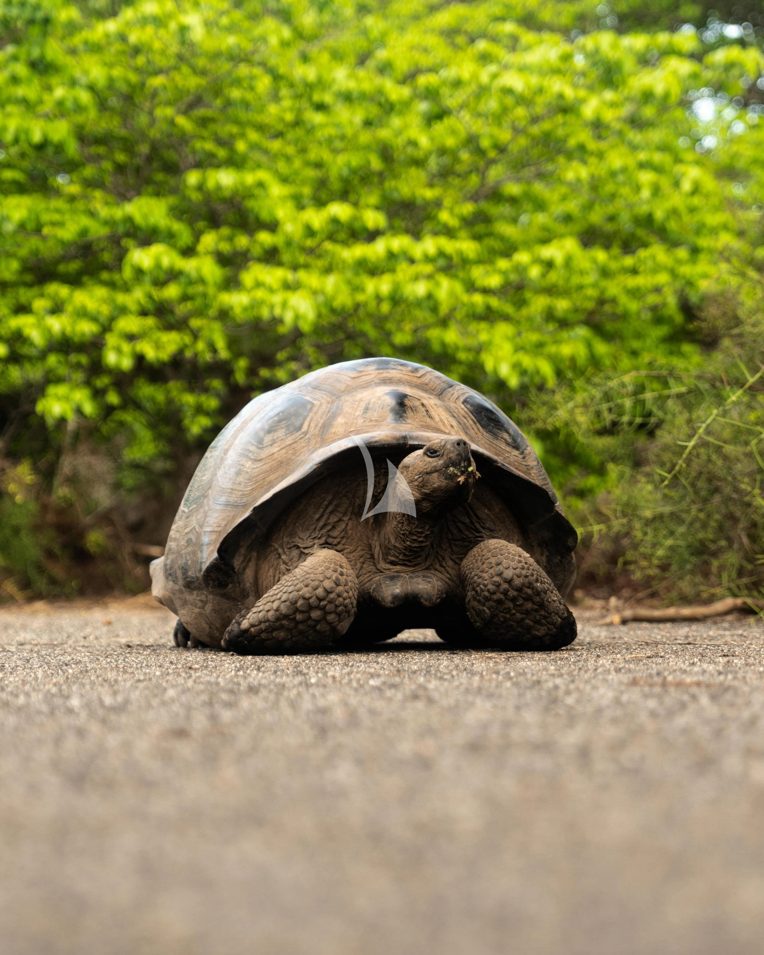 a turtle with a knife in its mouth aboard AQUA MARE Yacht for Sale
