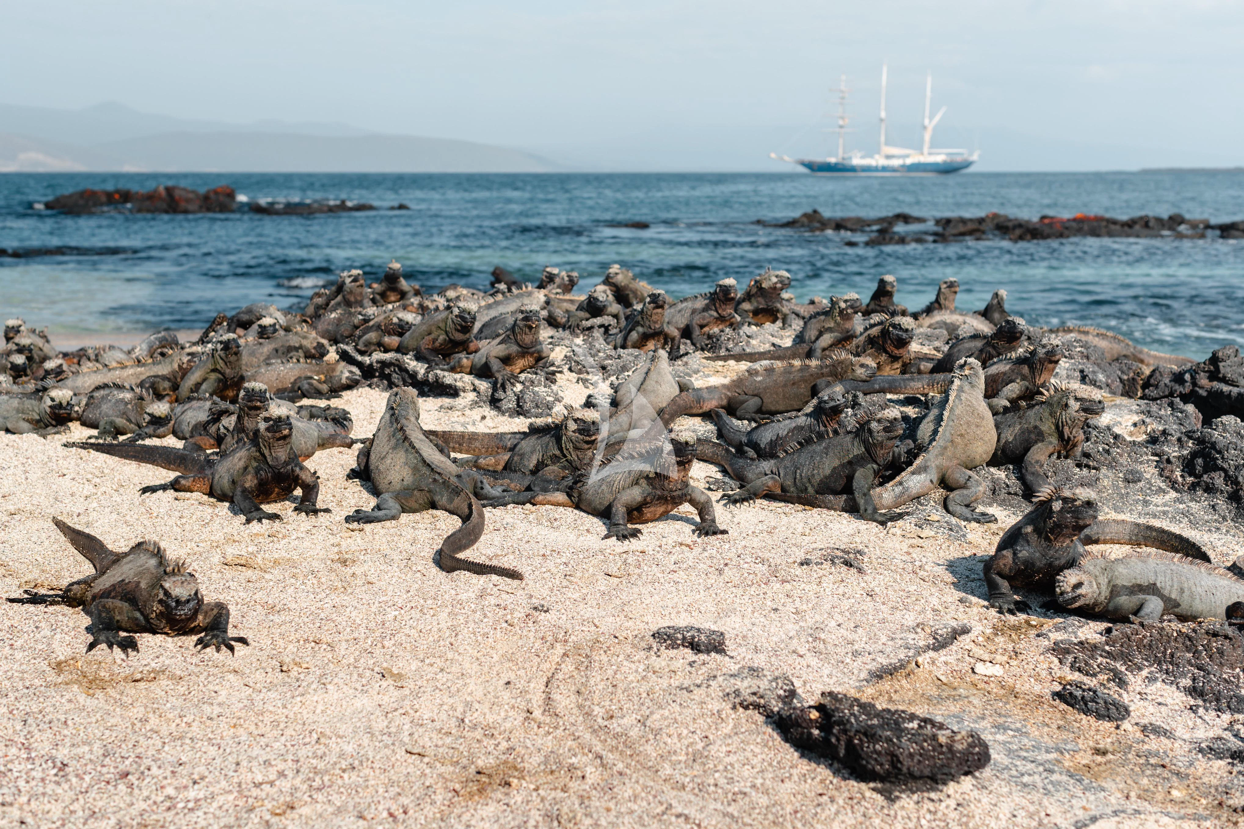 a group of seals on a beach aboard AQUA MARE Yacht for Sale