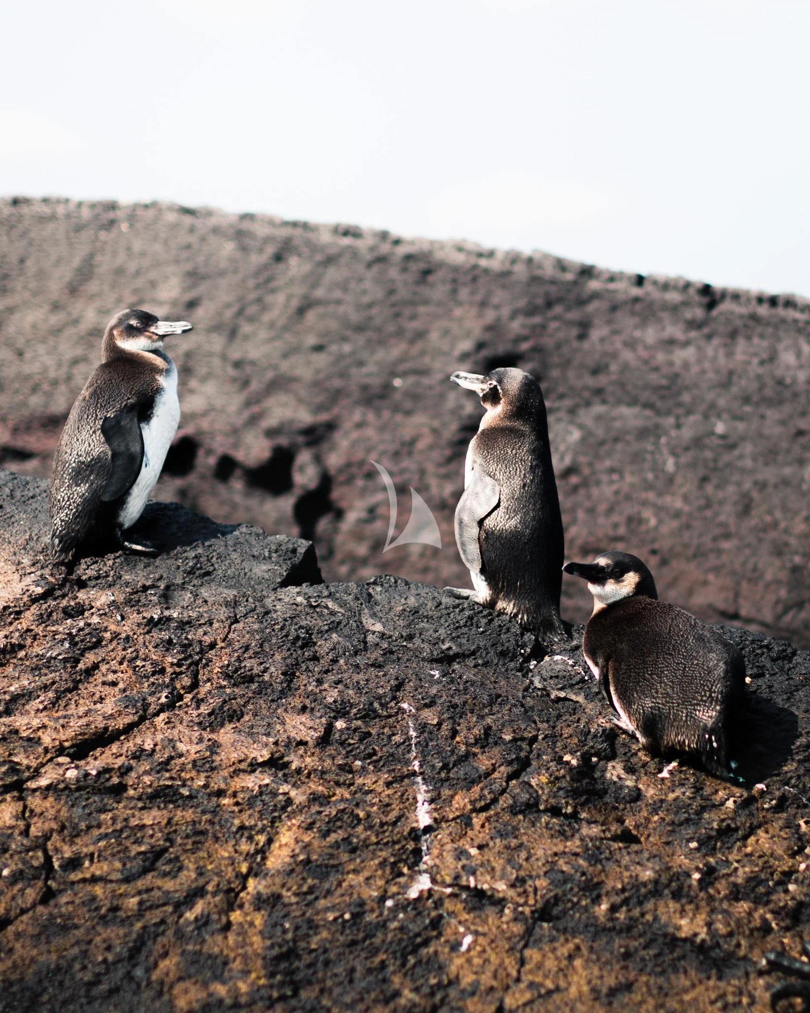 a group of penguins on a rocky surface aboard AQUA MARE Yacht for Sale