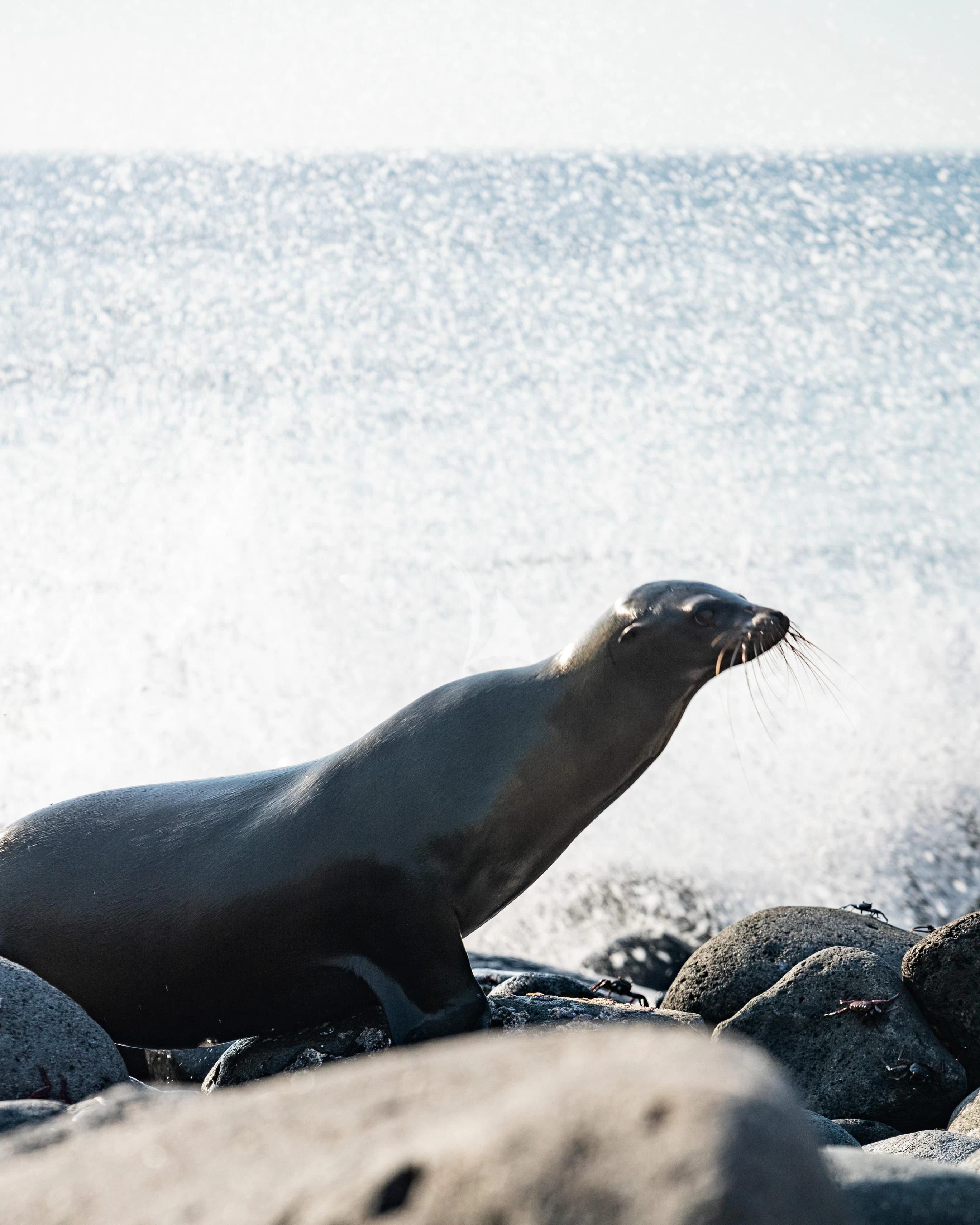 a bird on a beach aboard AQUA MARE Yacht for Sale