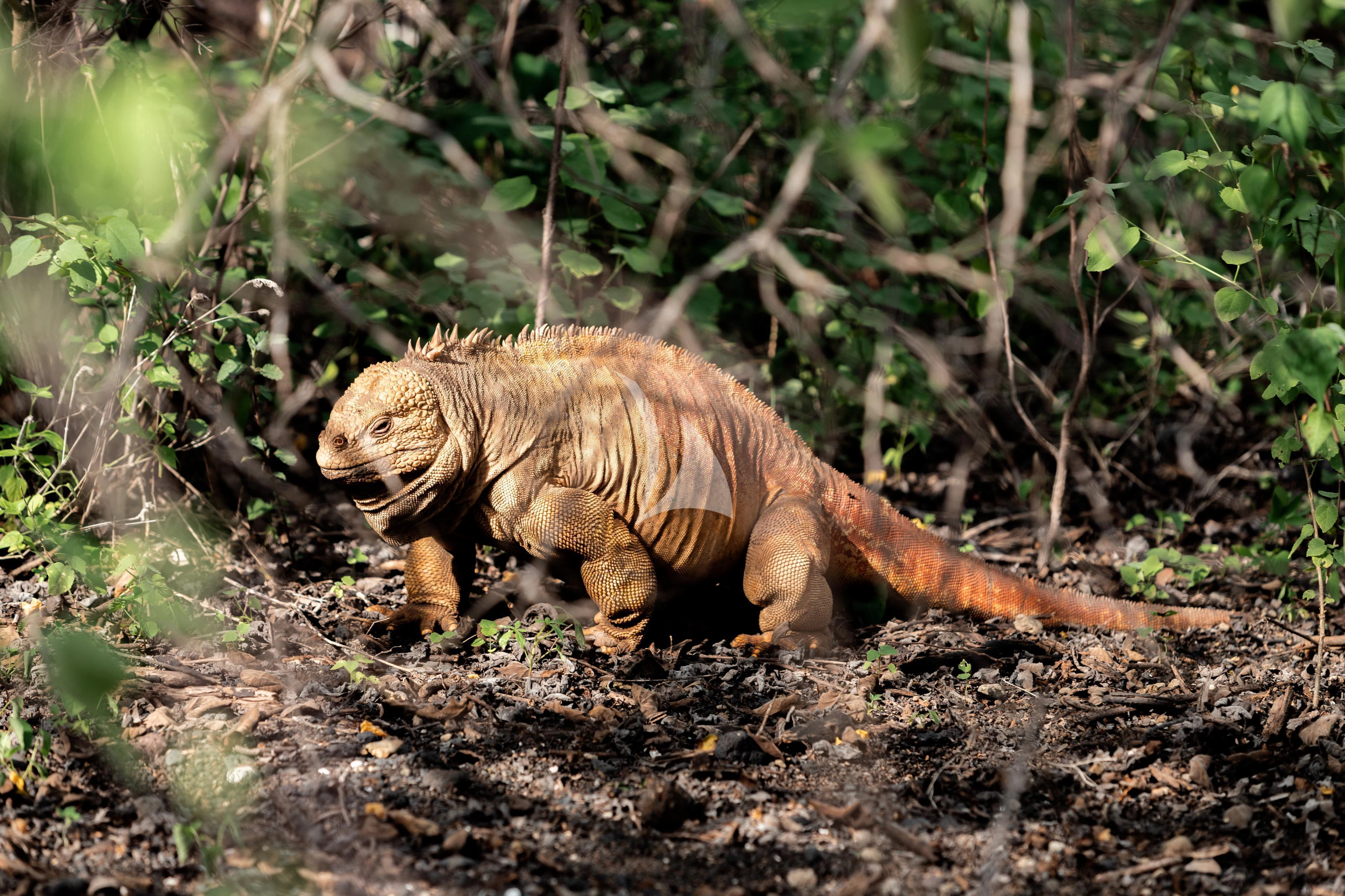 a tiger walking in the woods aboard AQUA MARE Yacht for Sale