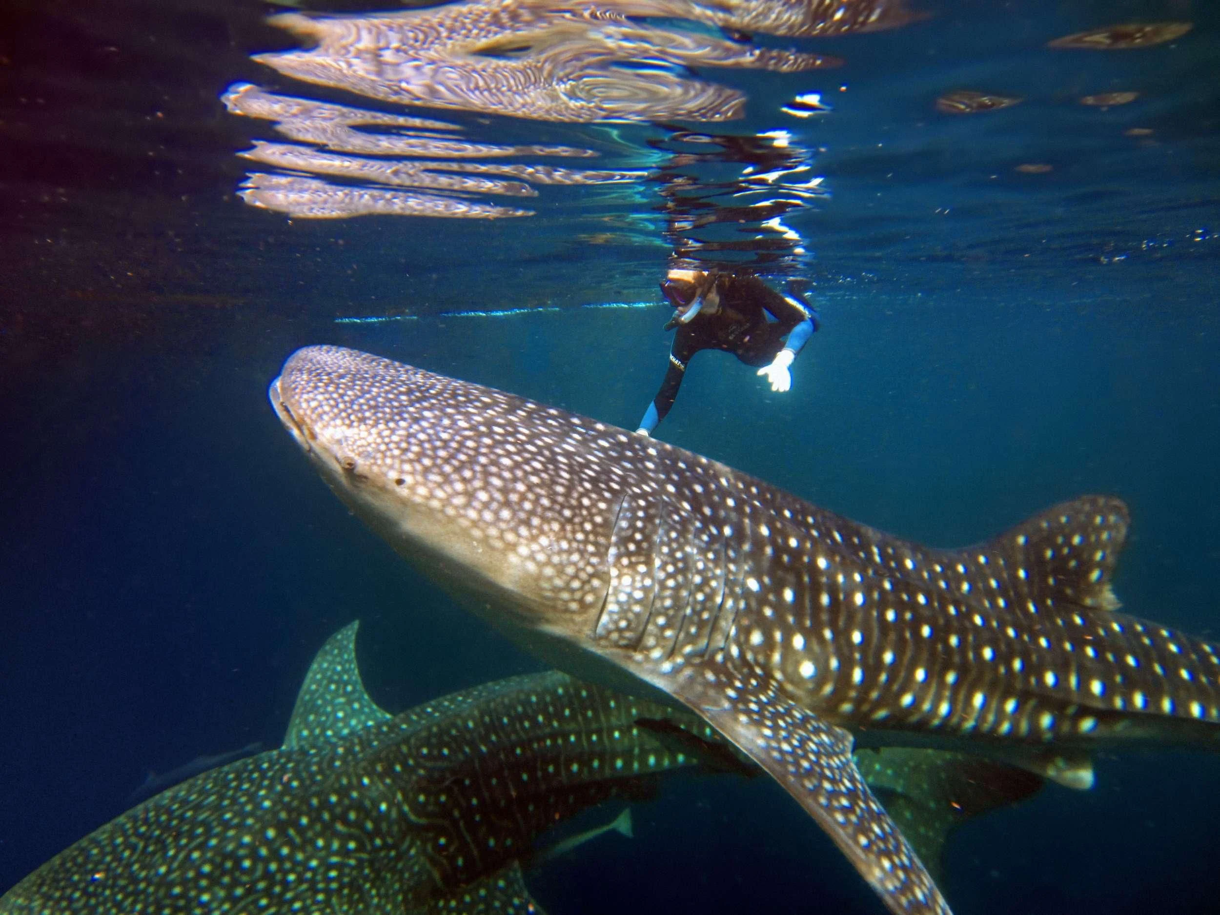 a person swimming with a whale aboard SI DATU BUA Yacht for Sale