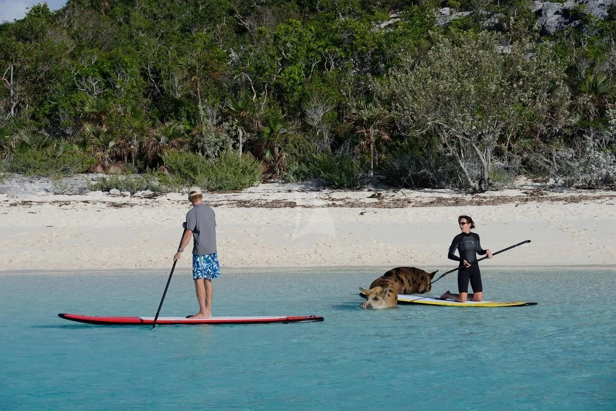 a couple of people stand on a surfboard with a dog aboard LE MONTRACHET Yacht for Sale