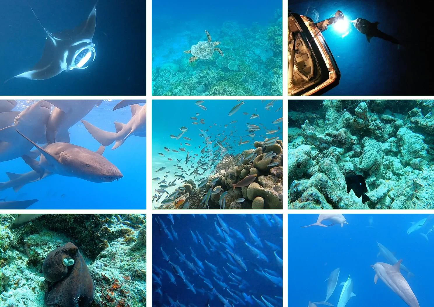 a fish and coral reef aboard GALAKTIKA SKAY Yacht for Sale