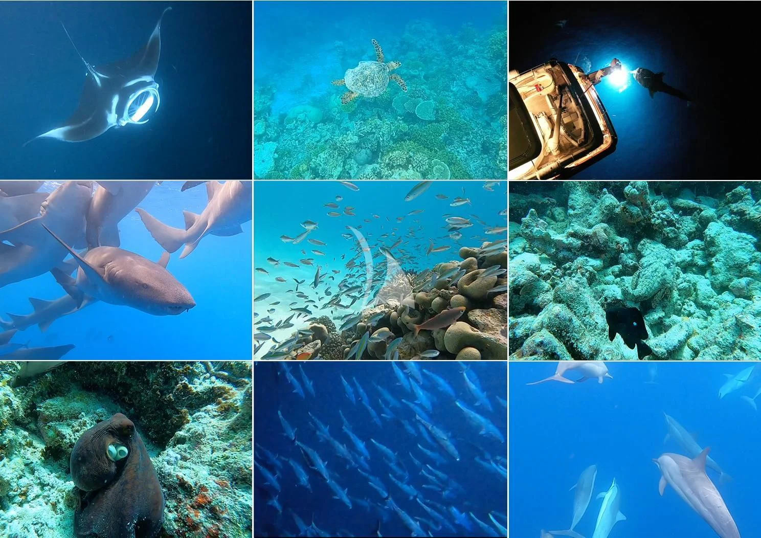 a group of fish swimming in an aquarium aboard GALAKTIKA SKAY Yacht for Sale