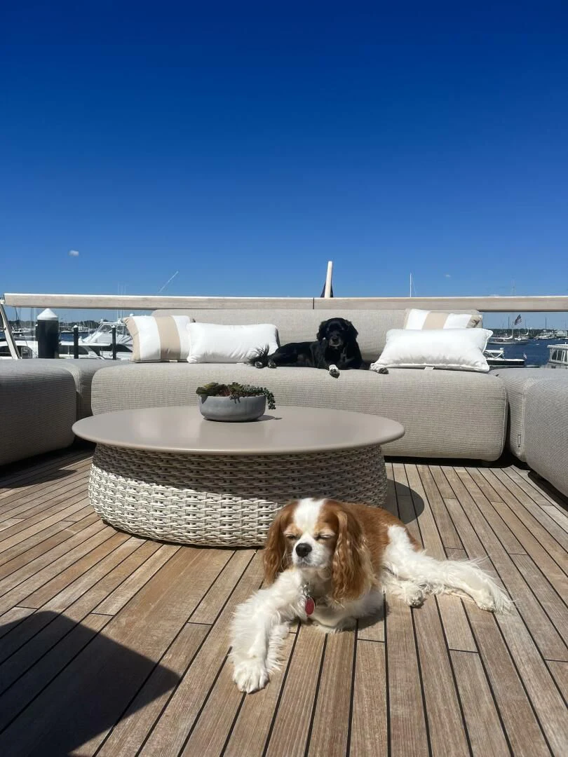 a dog lying on a wood floor near a couch and a table aboard JUJU Yacht for Sale