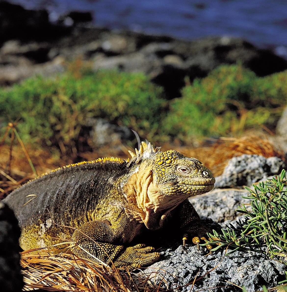 a lizard on a rock aboard INTEGRITY Yacht for Sale
