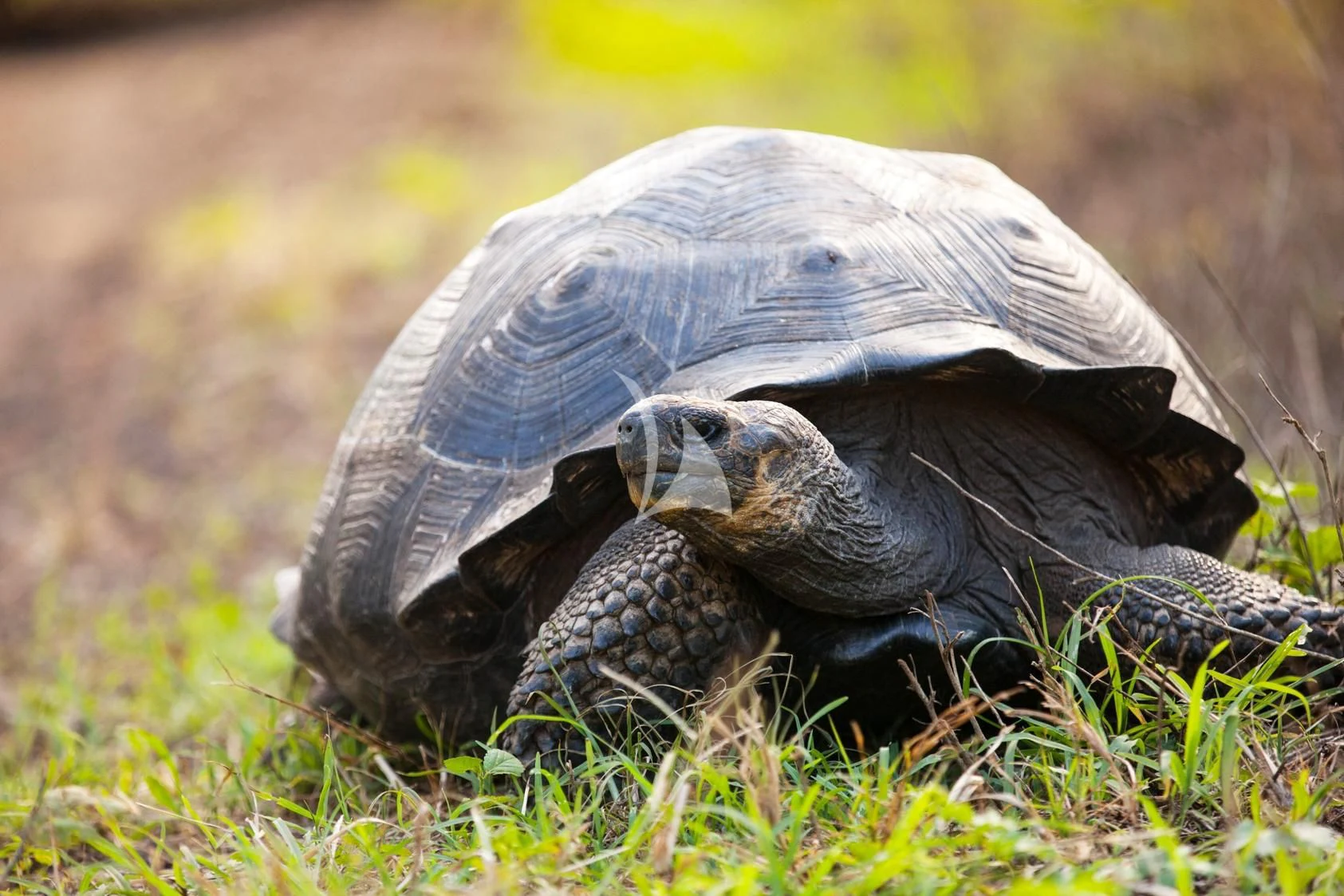a turtle in the grass aboard INTEGRITY Yacht for Sale