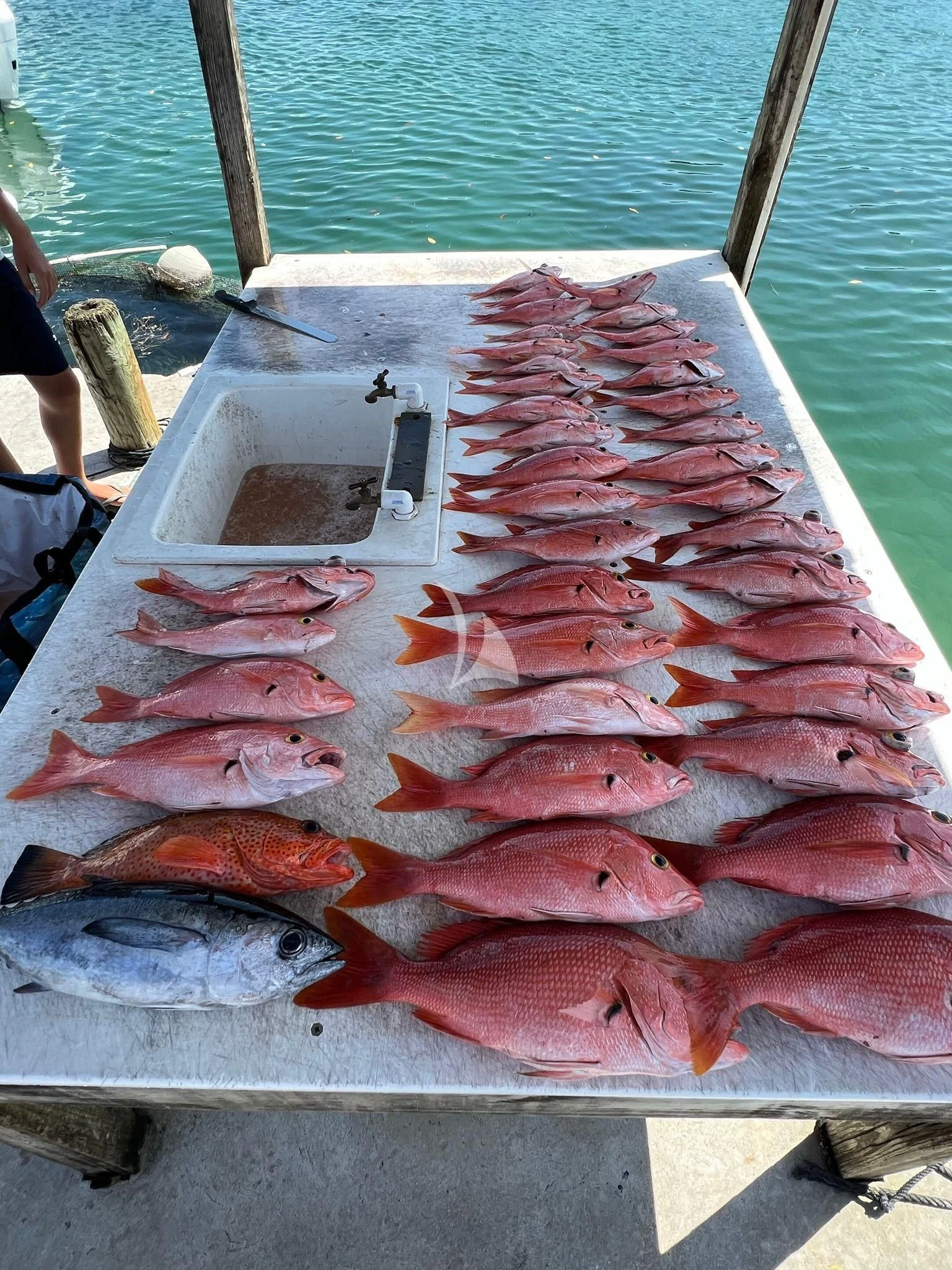 a large group of fish aboard C-DAZE Yacht for Sale