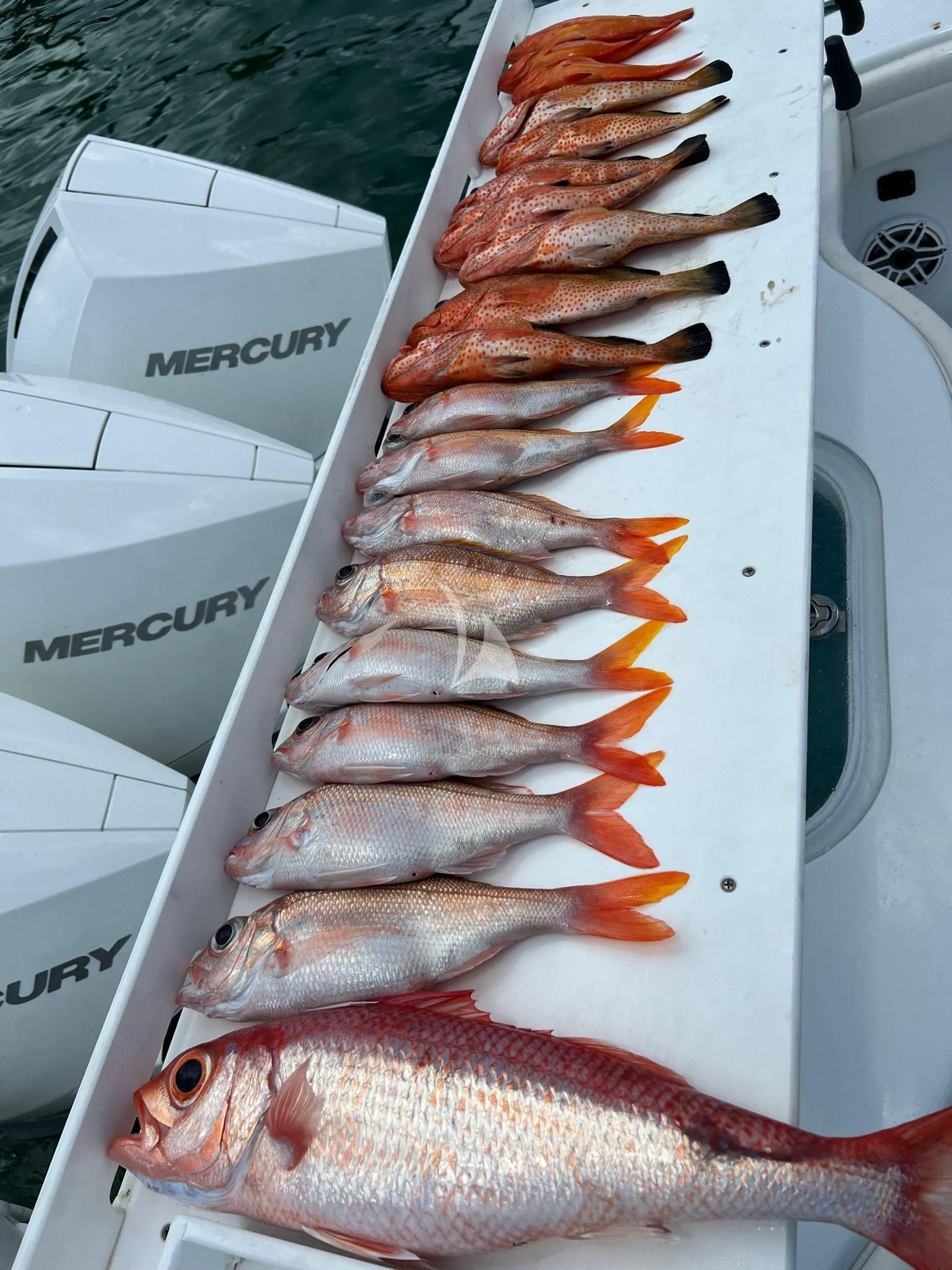 a box of fish aboard C-DAZE Yacht for Sale