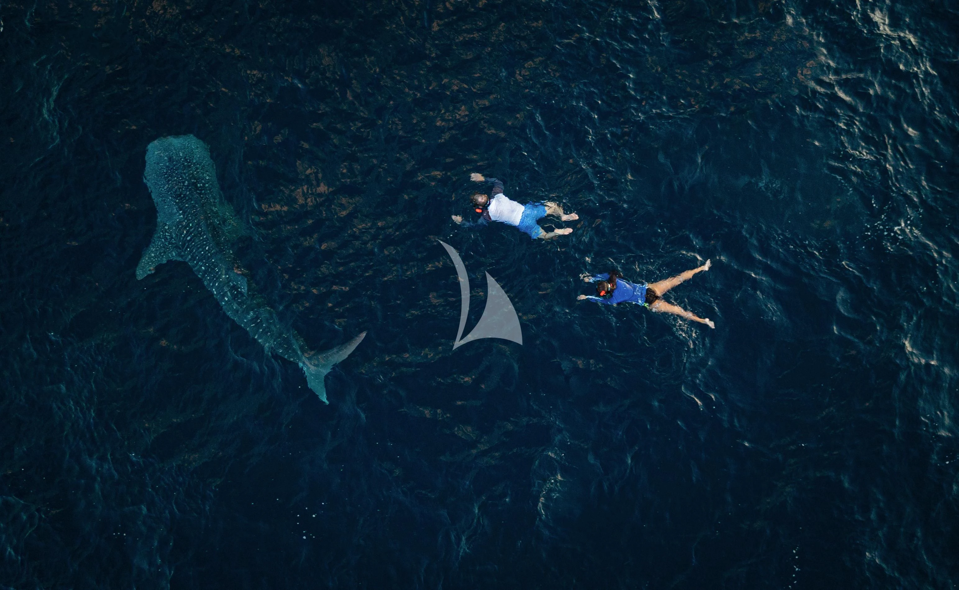 a group of people swimming in the water with a shark swimming by aboard AQUA BLU Yacht for Sale