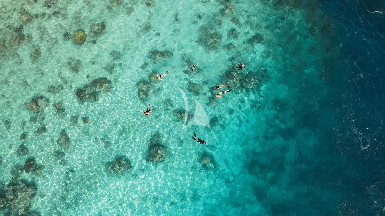 a group of fish swimming in the water aboard AQUA BLU Yacht for Sale