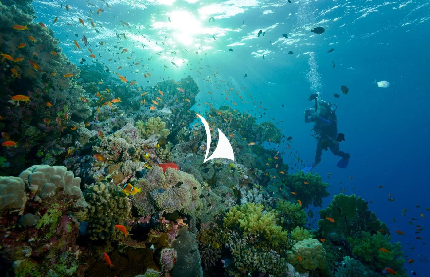 a school of fish swimming in a coral reef aboard GAME CHANGER Yacht for Sale