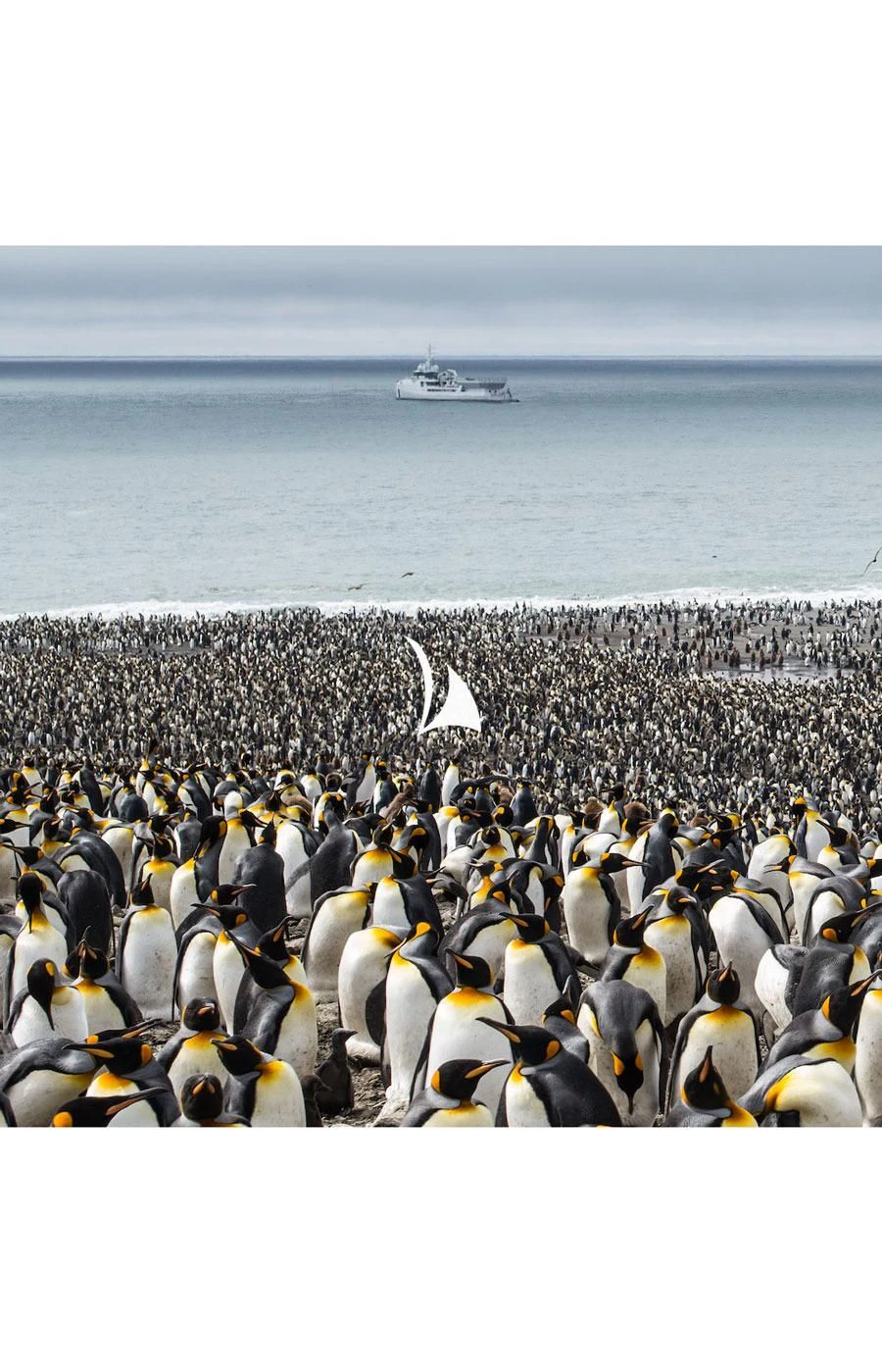 a group of penguins on a beach aboard GAME CHANGER Yacht for Sale