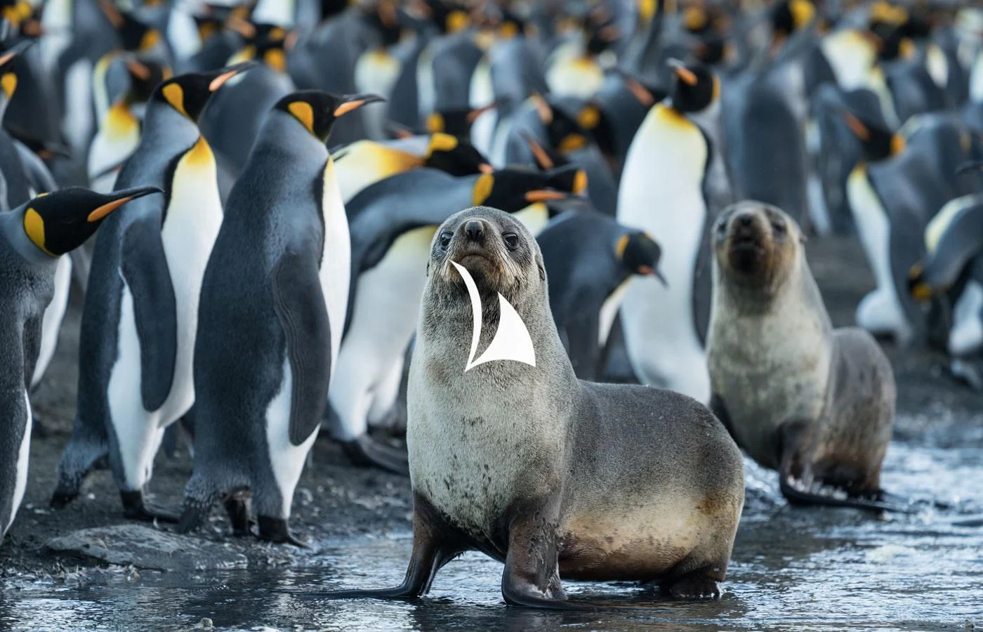 a group of penguins standing on a rock in the water aboard GAME CHANGER Yacht for Sale
