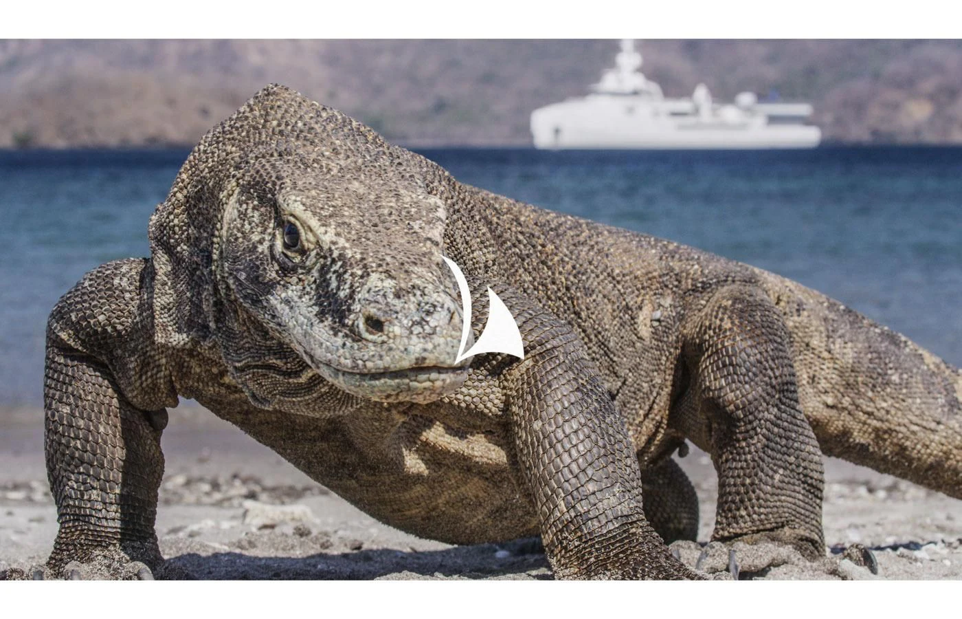 a large walrus on a beach with Komodo in the background aboard GAME CHANGER Yacht for Sale