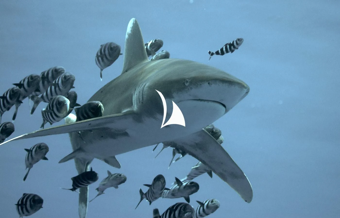 a whale diving with a group of penguins aboard GAME CHANGER Yacht for Sale