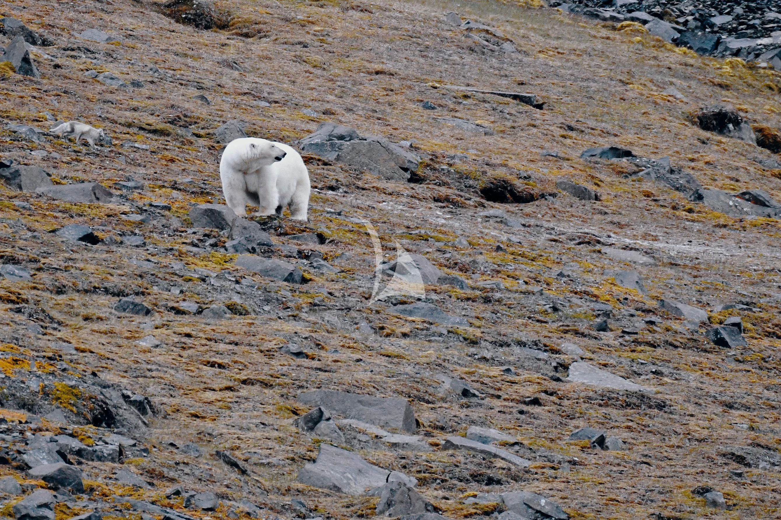 a polar bear walking on a rocky surface aboard BALTO Yacht for Sale