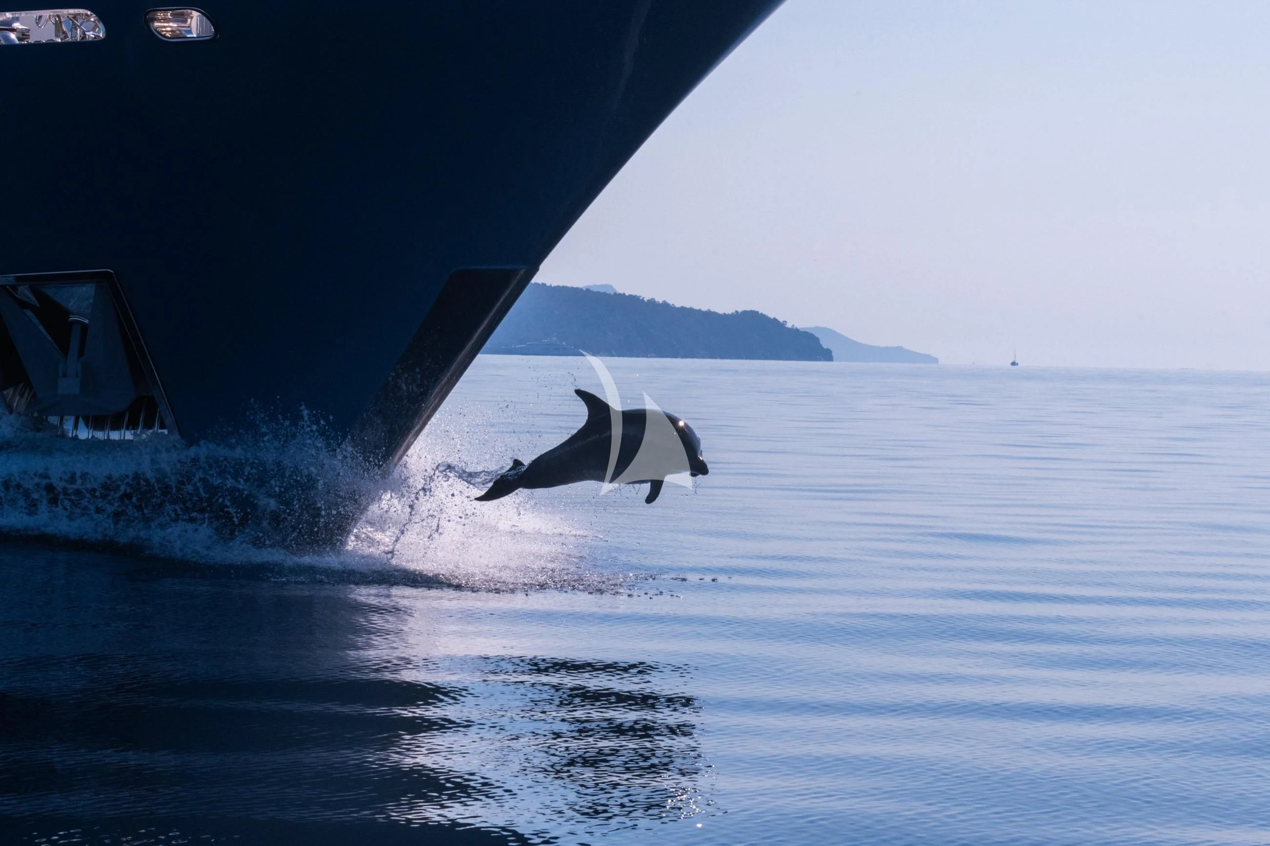 a whale jumping out of the water aboard HOLDIN' MY OWN Yacht for Sale