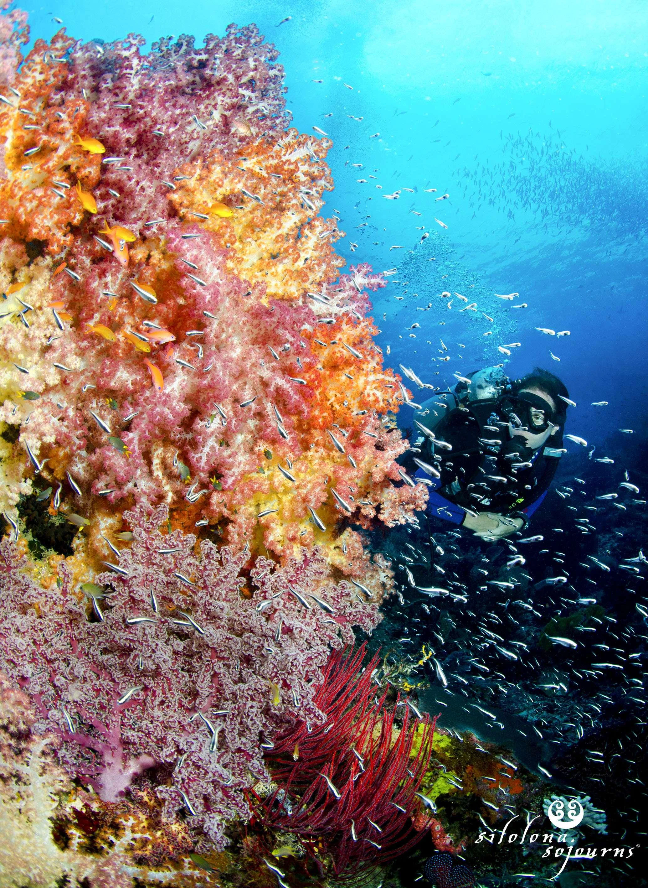 a person swimming under an orange and yellow sea creature aboard SILOLONA Yacht for Sale