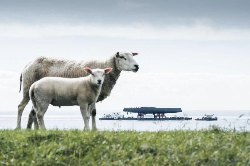 a couple of sheep stand near each other aboard ALEA Yacht for Sale