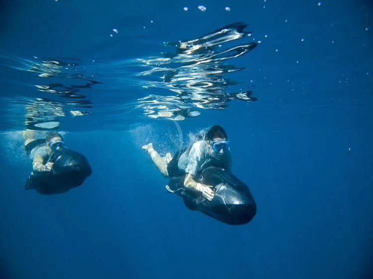 a group of dolphins swimming in the water aboard PANTHALASSA Yacht for Sale