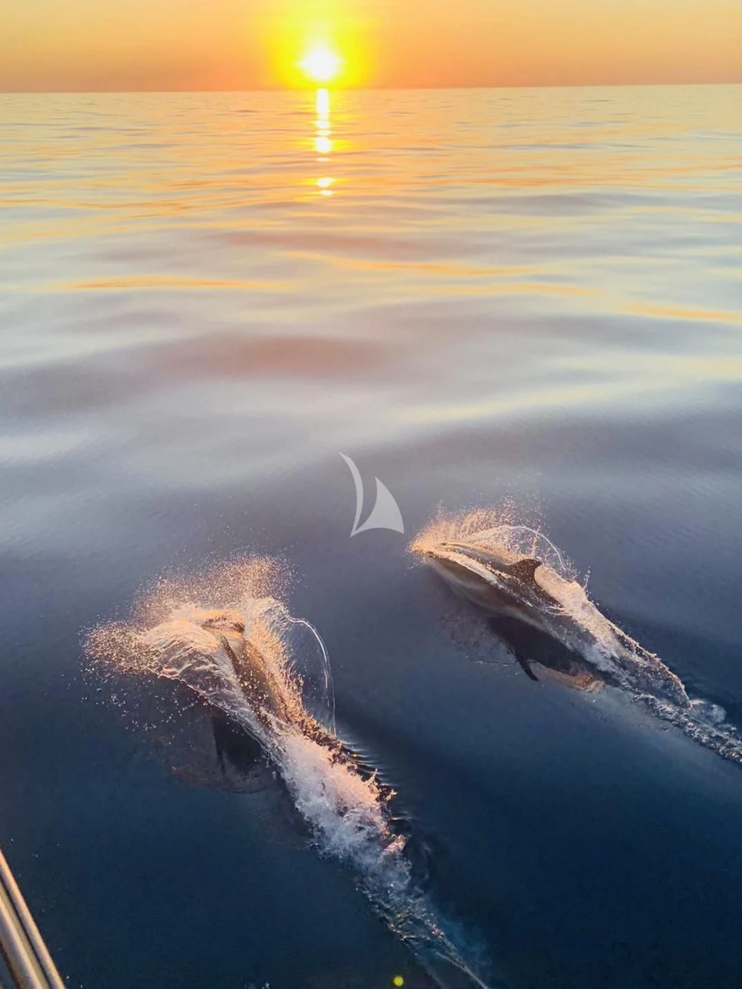 a couple of animals swimming in water aboard AMMONITE Yacht for Charter