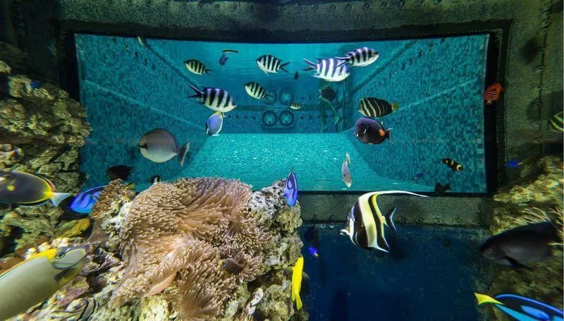 a group of fish swimming in a tank aboard GRAND OCEAN Yacht for Sale
