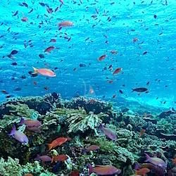 a group of fish swimming in a body of water aboard MUTIARA LAUT Yacht for Sale
