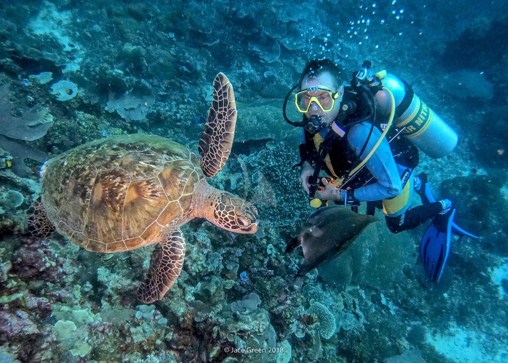 a person in scuba gear with a turtle under water aboard MUTIARA LAUT Yacht for Sale