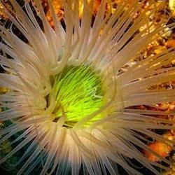 a close up of a plant aboard MUTIARA LAUT Yacht for Sale