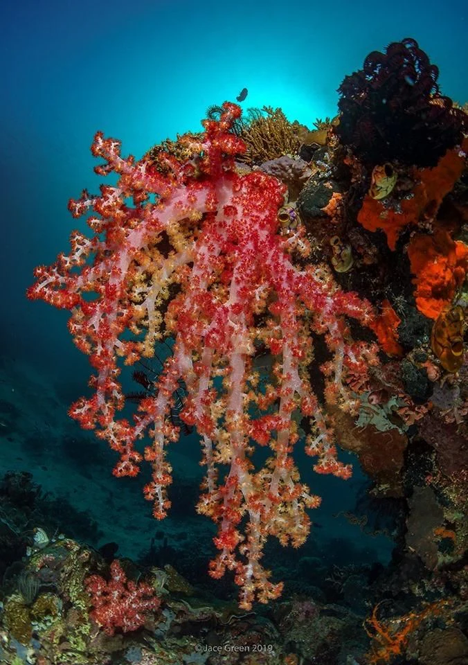 a colorful coral reef aboard MUTIARA LAUT Yacht for Sale