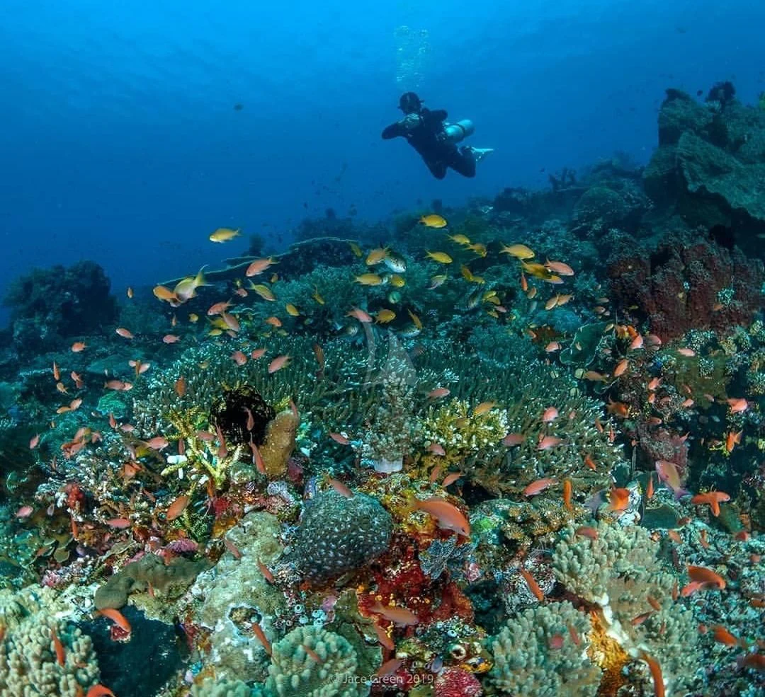 a school of fish swimming in an aquarium aboard MUTIARA LAUT Yacht for Sale