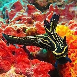 a black and yellow striped spider on a red and yellow sea anemone aboard MUTIARA LAUT Yacht for Sale