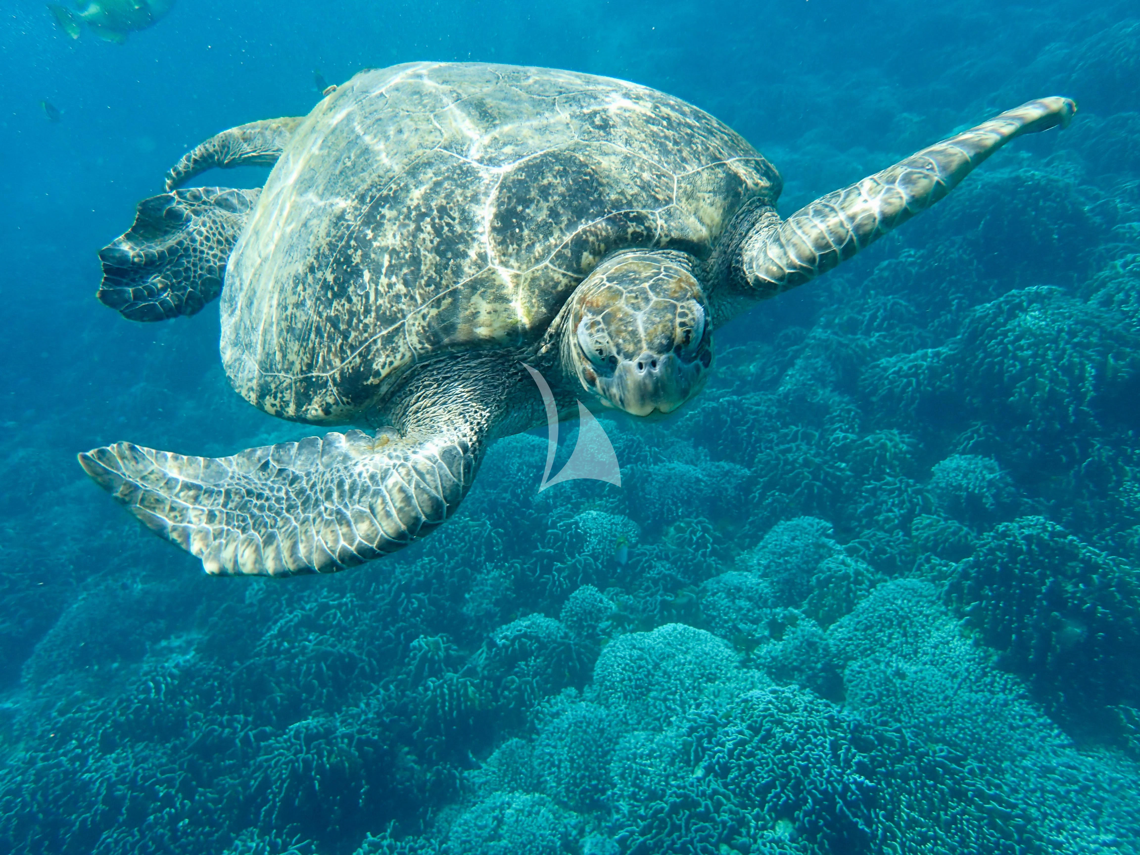 a sea turtle swimming underwater aboard FOR YOUR EYES ONLY Yacht for Charter